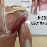 mięsień obły mniejszy