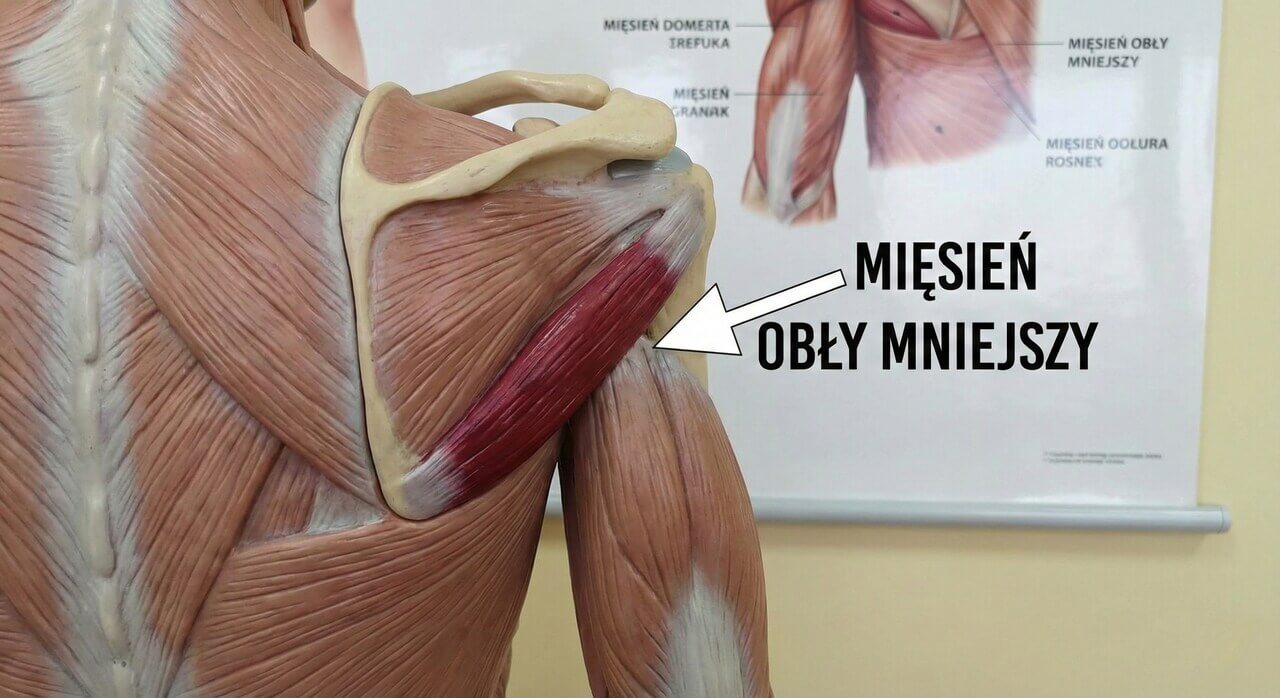 mięsień obły mniejszy