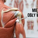 mięsień obły większy