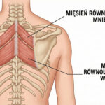 mięśnie równoległoboczne